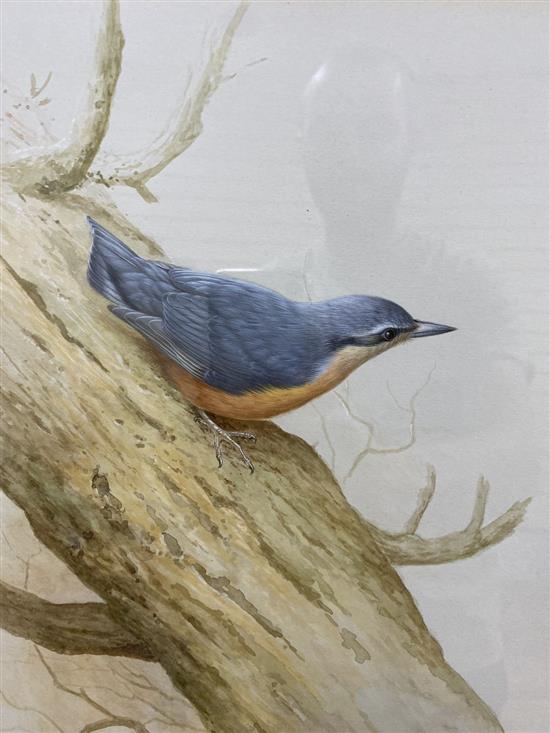 Ron David Digby (b.1936), watercolour and gouache, Tree Creeper, signed, 30 x 23cm